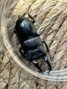 千葉県産 本土ヒラタ ♂3 新成虫