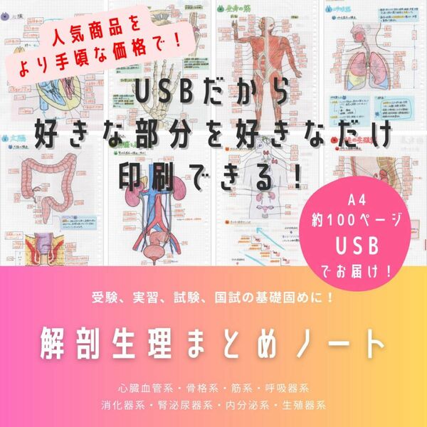 【USB版】解剖生理まとめノート（全部セット）