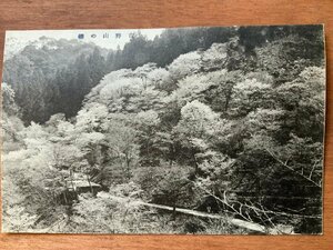 FF-6578 ■送料込■ 奈良県 大和 吉野山の桜 道 人 櫻 花 花見 名所 戦前 風景 景色 エンタイア 絵葉書 写真 古写真/くNAら