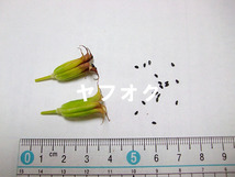 白花 ミヤマオダマキ 種子 20粒 山野草 高山植物_画像2
