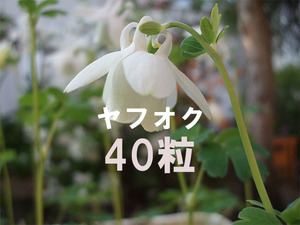 白花 アポイオダマキ 種子 40粒 北海道 アポイ岳 山野草 高山植物