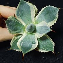 IG12 118アガベ トレードウィンズ Agave Tradewinds 1株　多肉植物_画像1