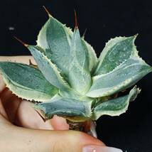 IG12 118アガベ トレードウィンズ Agave Tradewinds 1株　多肉植物_画像4