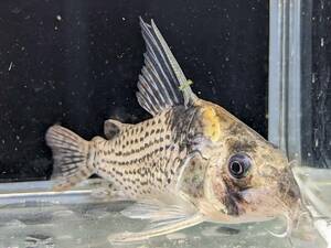 PURE熱帯魚☆即決！コリドラス ブレビロストリス 1匹 約6.5cm 体高も背鰭も完璧なブレビロの大型個体！立派で数少ないです！