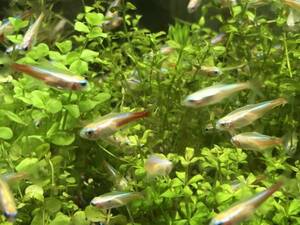 PURE sale! super-discount!a ruby no neon Tetra 20 pcs same packing OK group raw if do beautiful!