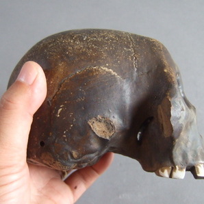 超逸品珍品江戸期備前焼？大型髑髏置物野ざらし頭蓋骨スカルskullしゃれこうべメメントモリの画像8