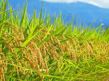 山形県令和４産米　低農薬有機肥料栽培米　はえぬき　２５キロ　_画像2