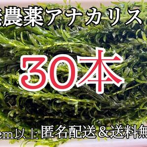 送料無料 30本20cm以上 無農薬アナカリス(オオカナダモ)アクアリウム餌水草 ザリガニエビ金魚メダカ金魚草冬眠用にも金魚藻 金魚草