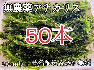 送料無料 50本20cm以上 無農薬アナカリス(オオカナダモ)アクアリウム餌水草 ザリガニエビ金魚メダカ金魚草日本淡水魚産卵床産卵藻