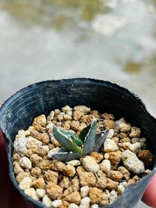 〜多肉植物 アガベ ビクトリア レジーナ〜 【Agave victoriae reginae】⑧