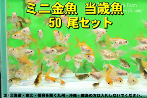 ミニ金魚 50尾セット★全長2-3cm前後・大阪産・たくさんの在庫の中から数えてお届け・ほりゅう【お届け地域制限あり】100