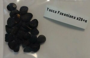 ユッカ ファクソニアーナ 種子 20粒+α Yucca Faxoniana 20 seeds+α 種