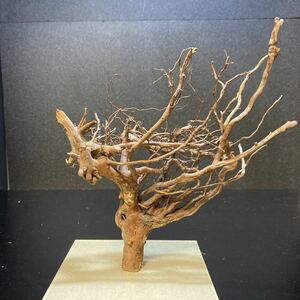 *sea tree* free shipping! Acrylic plate construction ending driftwood 55 driftwood / aquarium / aquarium / terrarium / interior /ADA/ coral / ornament /