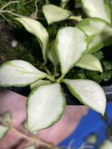 846 斑入り　ホヤ　ヘウスケリアナ　'バリエゲッド' Hoya.heuschkeliana 'variegated' サクララン プラ鉢５号釣り鉢_画像10