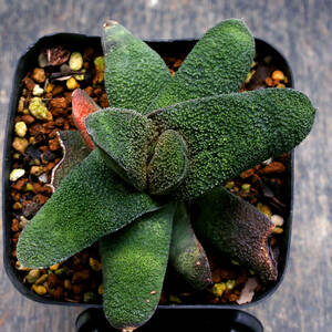 ガストラロエ 満天の星 Gasteraloe 'Manten no Hoshi' ∂∂∂