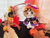 羊毛フェルト ハンドメイド ハロウィン＆秋コーデ　2種類衣装　猫　ねこ_画像2