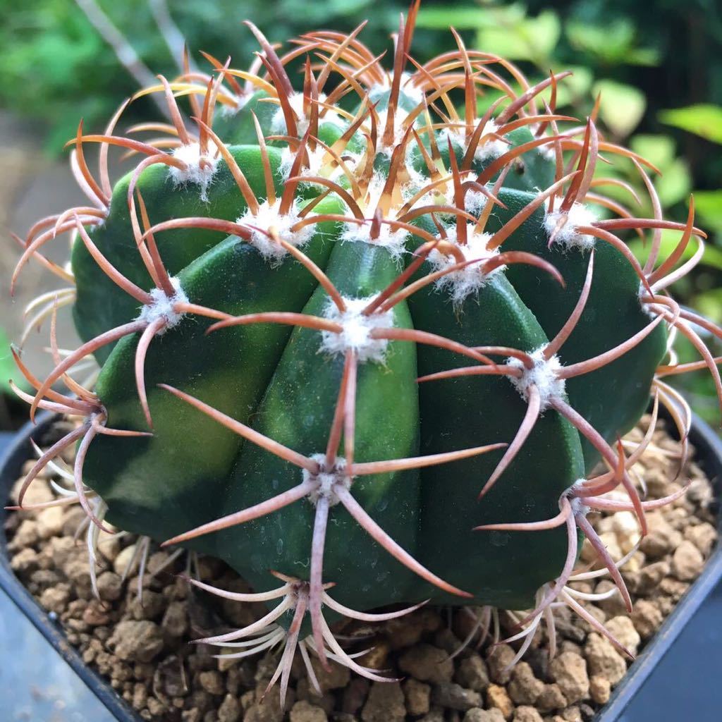 ヤフオク! -「マタン」(サボテン) (観葉植物)の落札相場・落札価格