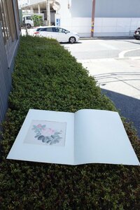 ○日本画　芍薬のような花の絵　版画　印刷　花鳥風月　台紙貼り　画帖　レトロ　和モダン　アート　古美術　古道具のgplus広島 2309i