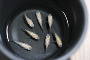 【めだか】 白ダルマ　若魚 (浜松 二橋養魚場産) 10匹セット-5