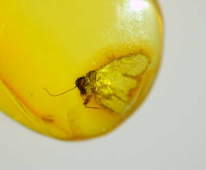  natural insect entering amber do Minica also peace domestic production amber DA2304