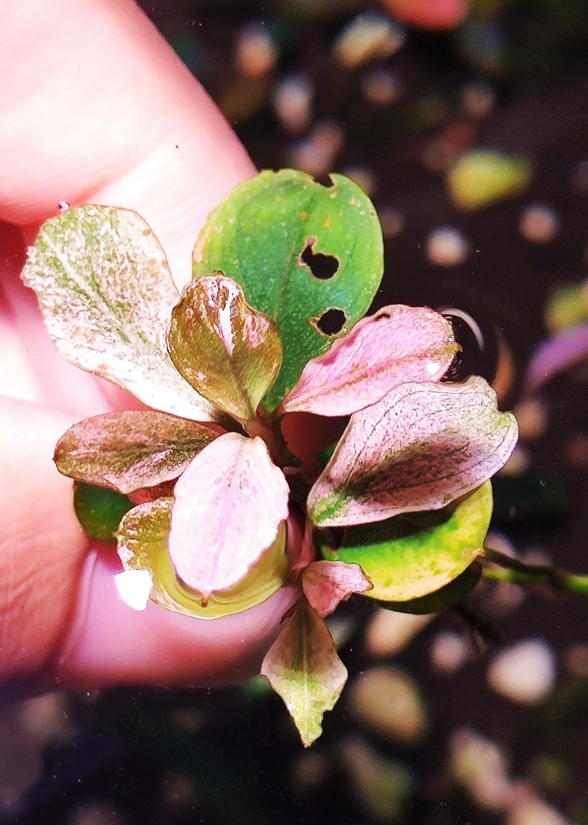 Bucephalandra sp.”Pink variegata” 水上葉 1株 ブセファランドラ 