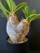 パキポディウム エブレネウム Pachypodium eburneum_画像6