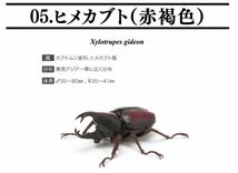 【即決】　ヒメカブト（赤褐色）　いきもの大図鑑　かぶとむし03　バンダイ_画像1