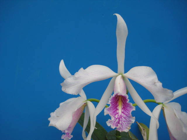 ヤフオク! -「maxima alba」の落札相場・落札価格
