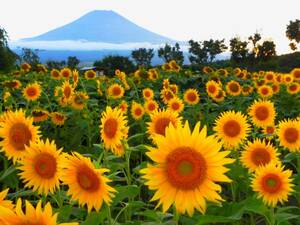  World Heritage Mt Fuji sunflower field photograph A4 moreover, 2L version amount attaching 