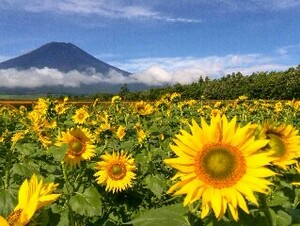  World Heritage Mt Fuji 7 photograph A4 moreover, 2L version amount attaching 