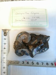 化石 アンモナイト CASHPIRITUS FULGENS ジュラ紀　ロシア jo c12IAROSLAVI mizunami MINERAL MUSEUM