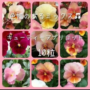 【キューティーアプリコットの種】10粒 種子 種 パンジー 花 寄せ植えにも