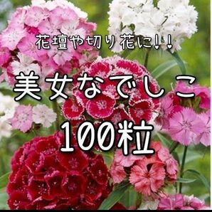 【美女なでしこのタネ】100粒 種子 種 撫子 ナデシコ 切り花にも 花