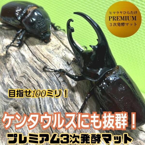 ケンタウルスにも抜群！　進化した！プレミアム3次発酵カブトムシマット【3袋】微粒子・特殊アミノ酸　共生バクテリア栄養添加剤３倍配合