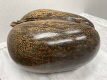 【F5894】 大珍品 超希少 世界最大 フタゴヤシ 双子椰子 オオミヤシ 植物 種子 世界最大_画像5