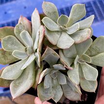 5 ブルーフリルズ【群生株】【根付き】エケベリア 多肉植物【ポットごと発送】観葉植物 【古株】_画像1