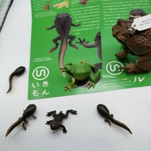 ネイチャーテクニカラー ヒキガエルとアマガエル アズマヒキガエル マグネット ●全6種類 検索用【いきもん　海洋堂】_画像2