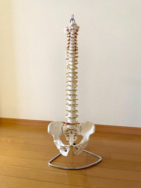 人体模型 脊椎模型 スタンド付・大腿骨なし