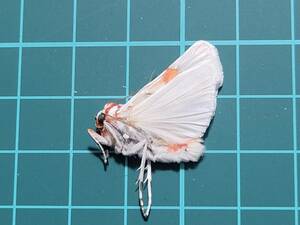 未。三角紙蛾標本。１67。ジャワの蛾