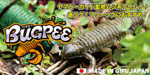 83【新品】　GEECRACK/ジークラック　BUGPEE/バグピー　2.2インチ　#283:喰わせモエビ　(5本入)　オリジナルS・A・Fマテリアル_画像7