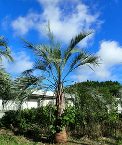 静岡県産、個性的なココスヤシ (ブティア・ヤタイ)　ヤタイ椰子　高さの全長5m位、幹高約2.3m 根元の幹周2.2m 地上１m の幹周囲1.55m