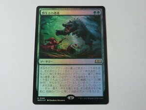 MTG 美品 【野生との遭遇（FOIL）】 （レア） エルドレインの森 WOE 日 2枚迄