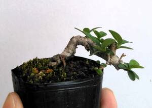 . leather wart ta mini bonsai height of tree 2.5cm super Mini legume ultimate small root trim futoshi .... moving feeling future have .!!