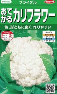 年内〜春採り！大きなカリフラワー ブライダル 85日型 中早生 種 【15粒】 2024.05