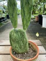 オプンティア・初日の出　★　Opuntia ' Hatsuhinode '_画像6