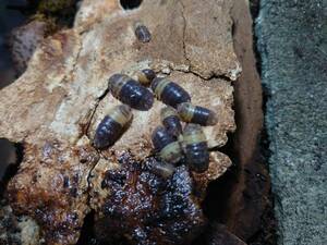 ５匹セット Cubaris sp Giant Bumble Bee ジャイアントバンブルビー ダンゴムシ ワラジムシ