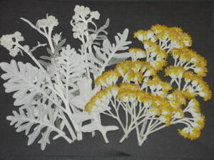  pressed flower material 4664 white ..