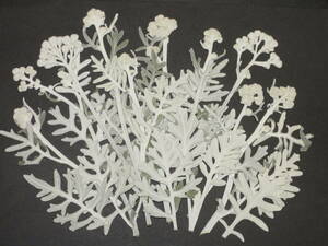  pressed flower material 4665 white ..