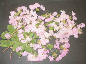  pressed flower material 4676 lagerstroemia indica. flower 