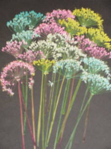 засушенный цветок материалы 4683 чесночный лук. цветок (.)